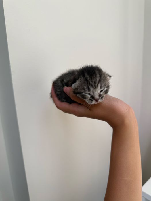 Котята шотланские