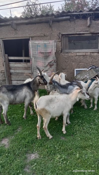 Сүтті ешкілер сатылады