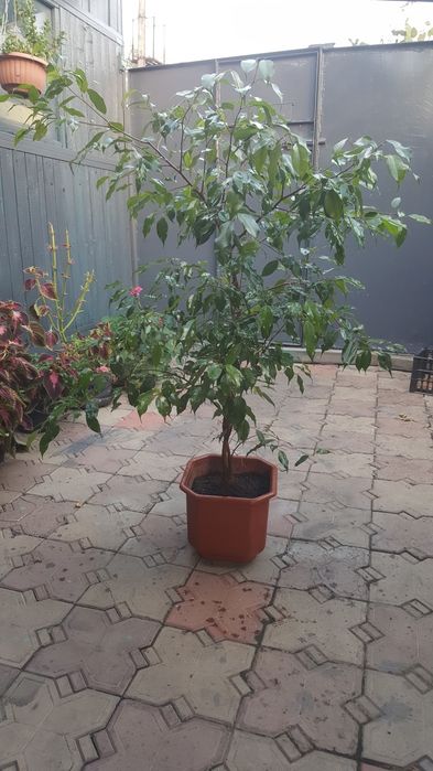 Фикус Бенджамина