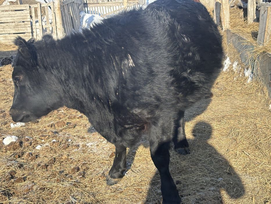 Ангус кашар сатылады