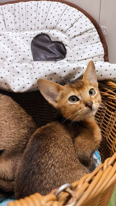 АБИССИНСКИЕ.. !! ЧУДО котята !