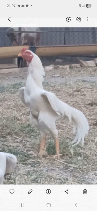 Dakan xoroz sotiladi