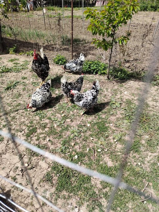 De vânzare zece găini și un cocoș rasă Pita pinta