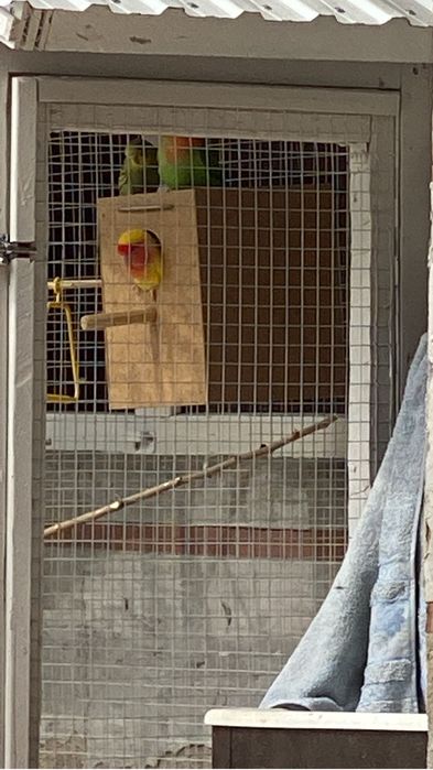 Валер для птиц.