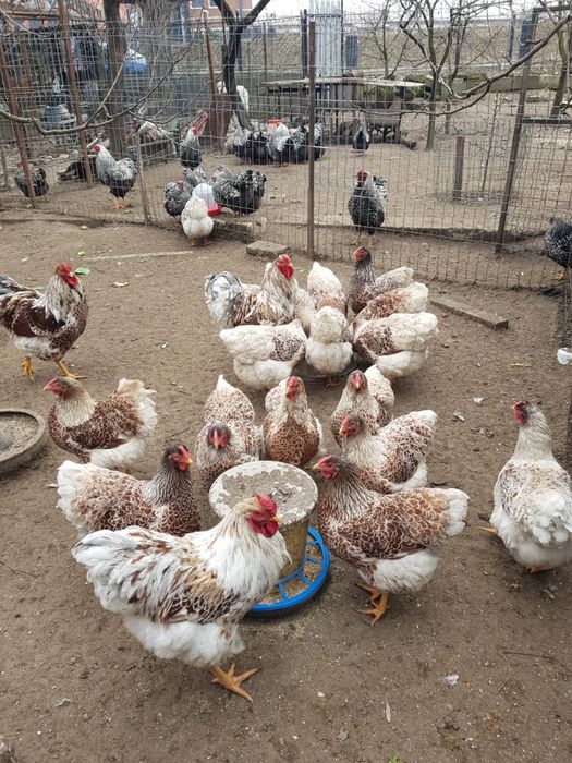 Vand oua de gaina wyandotte alb cu rosu