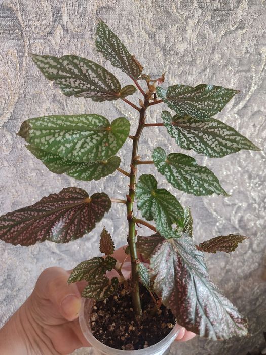 комнатные сортовые цветы