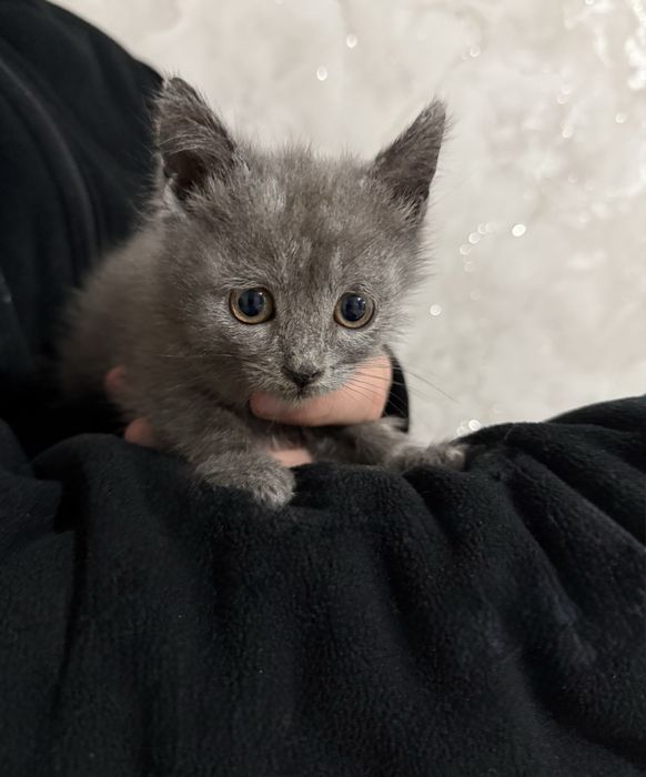 Отдам котенка в добрые руки