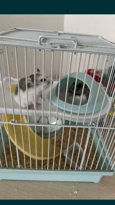 Два хомячка с клеткой