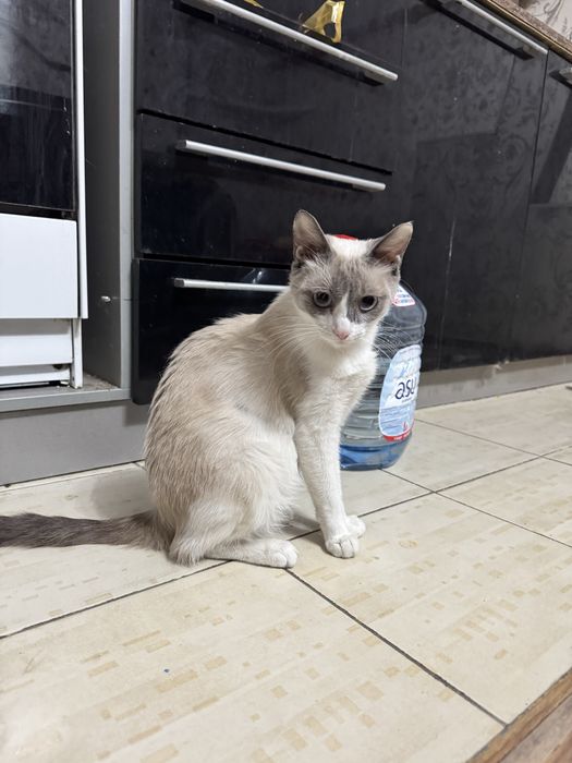 Кошка Сиамская 1 год