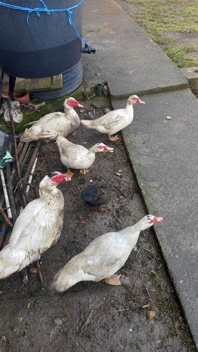 Rate mute,albe familie 2 ratoi si 3 rate