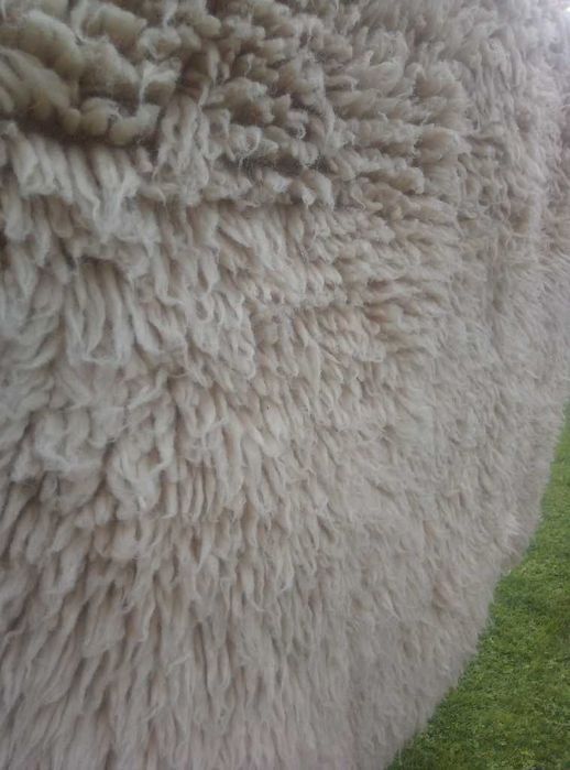 Китеник, халище, губер