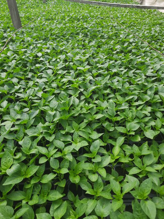 Răsaduri de ardei de vanzare.