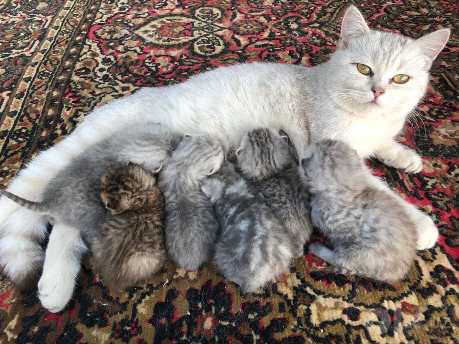 Котята отдам даром
