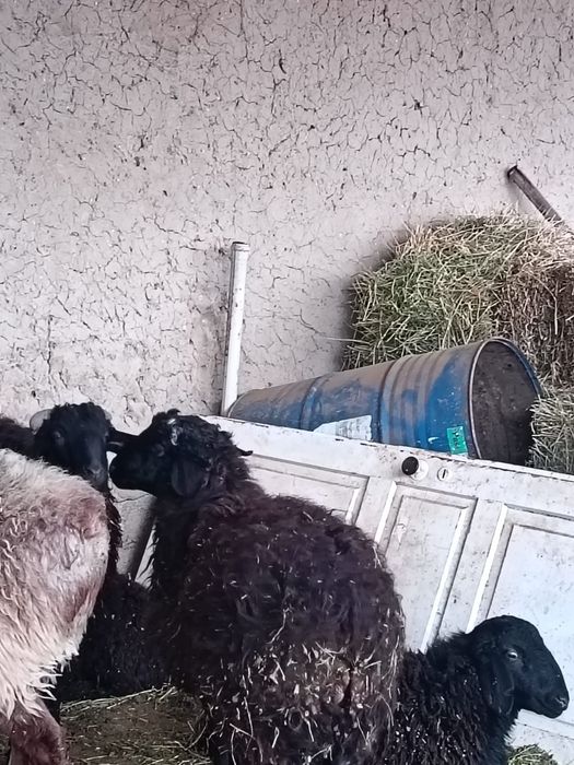 Қошқарлар сатылады