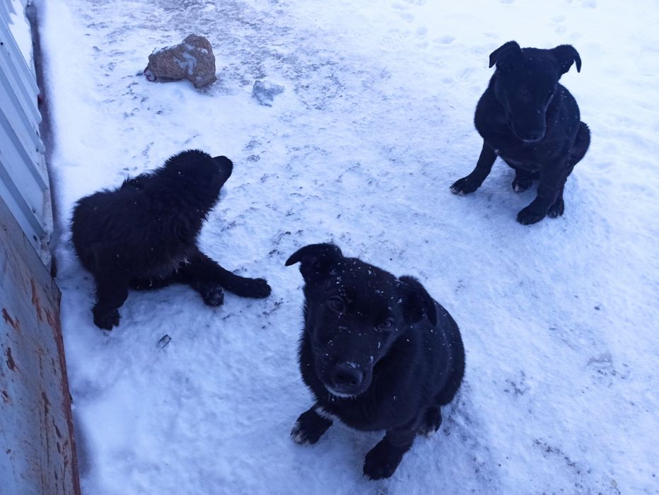 Отдам бесплатно 3 щенков