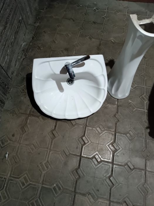 Раковина тюльпан