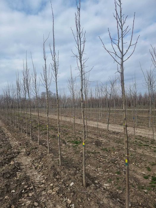 Mesteacan Alb  Tei de Floare  Salcie pletoasa