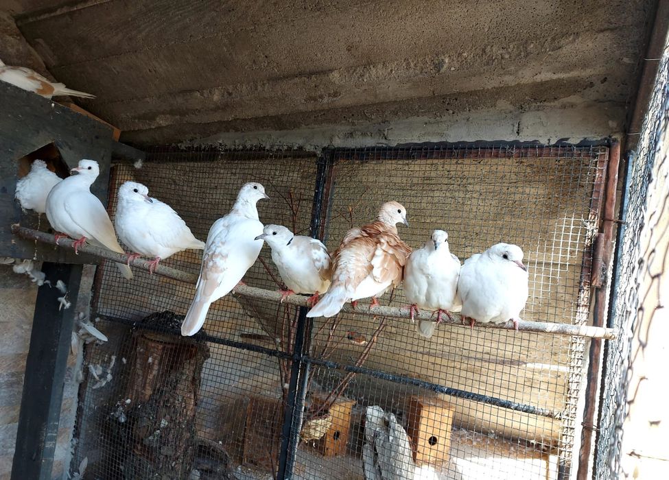 Turturici râzătoare