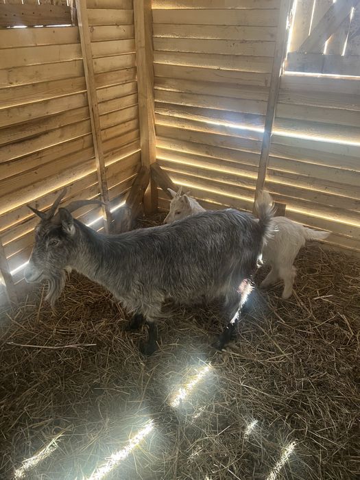 Capra de lapte cu ied