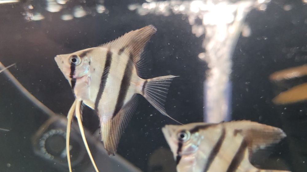 Rio Nanay Angelfish малки