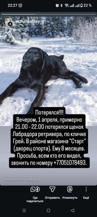 Потерялся лабрадор ретривер