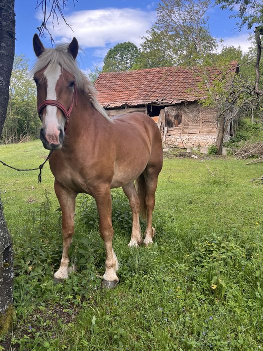Vând mânză.               .