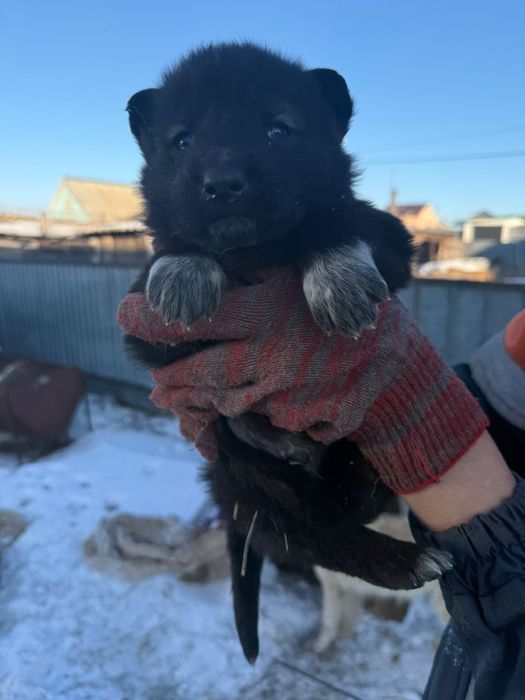 Продаю щенков хаски