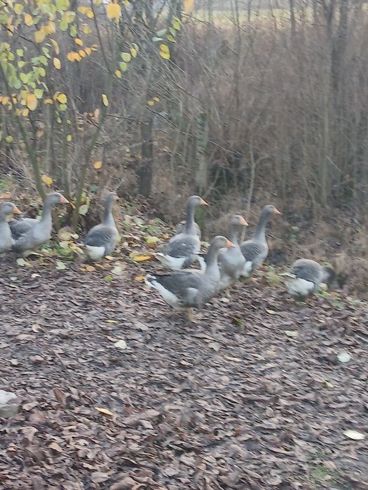 Tineret gasca de vanzare