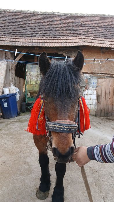 Vând sau schimb mânză murga