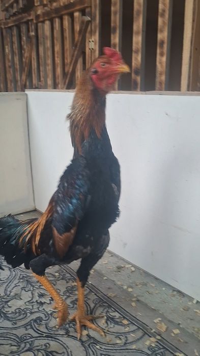 Қаны таза шөжелер