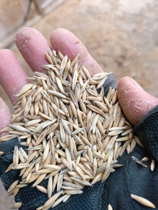 Сафлор.Платный чат! Все корма.