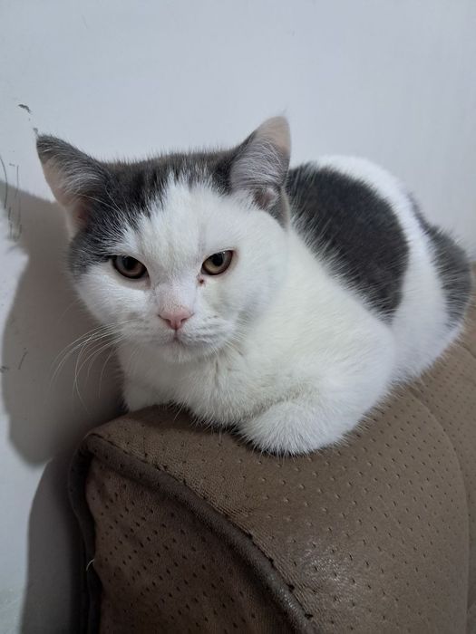 Продам котика Британского