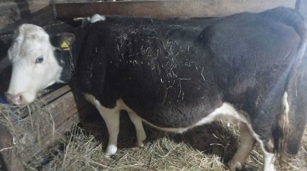 Продам быки и корова с теленком