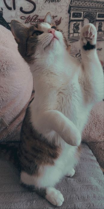 Отдам кошечку в хорошие руки