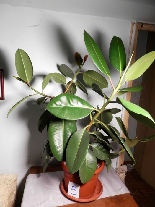 Ficus Elastica Robusta