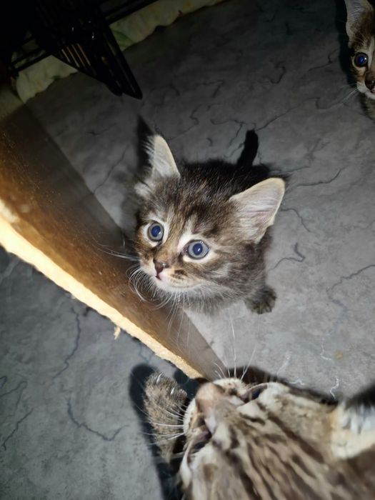 Маленькие котята