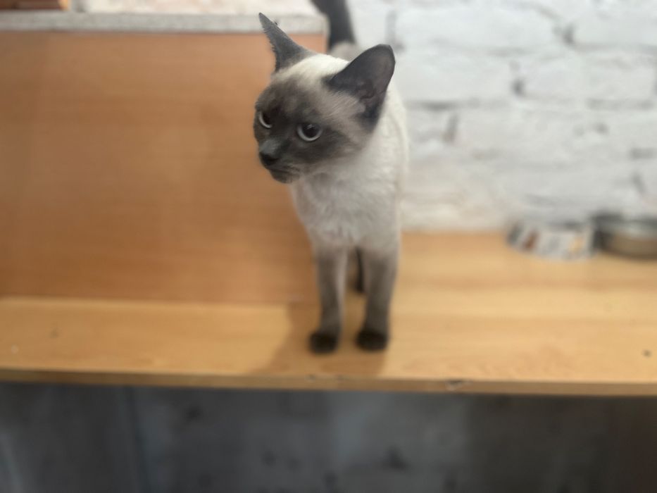 Отдам кошечку в добрые руки