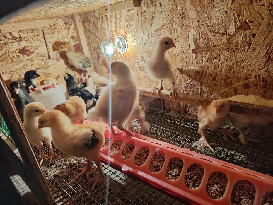 Продам домашних цыплят