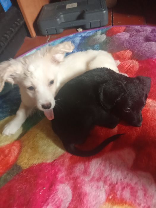 Метисы самоеда , девочки, умные