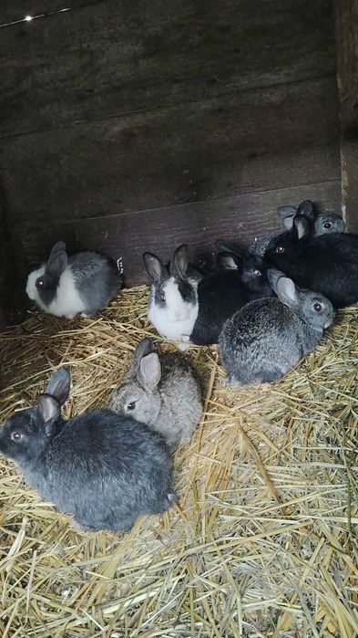 Iepurași de vânzare