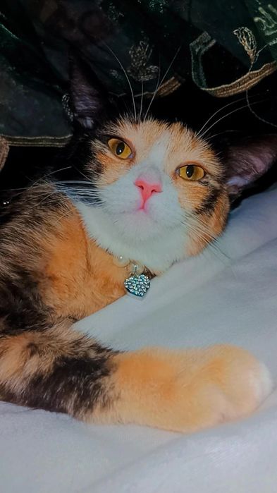 Красавица Хэппи в хорошие руки