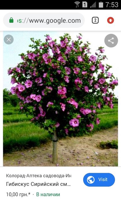 сирийская роза    1/5    метровый Вюшая роза .  .штамп роза ..Глицина