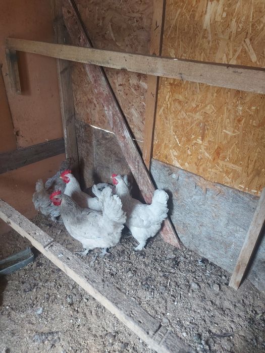 Продается куры смешаной породы