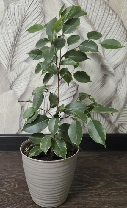 Продам комнатные растения.