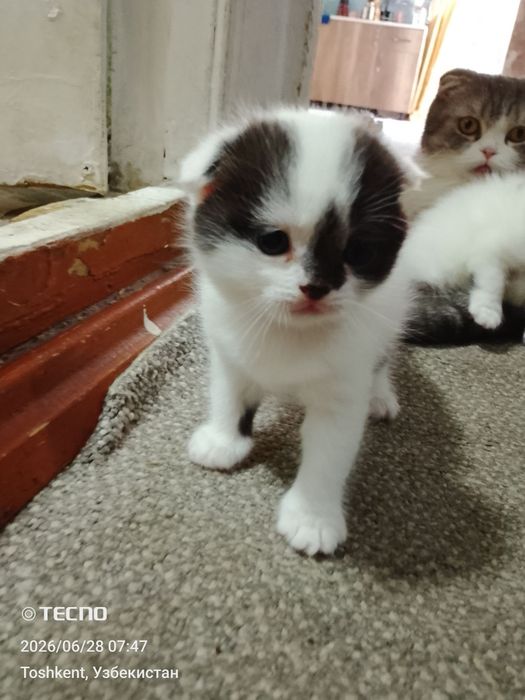 Продам Вислоухие котята