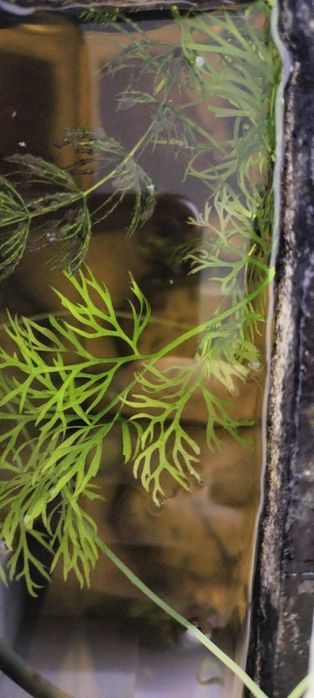 Аквариумные растения