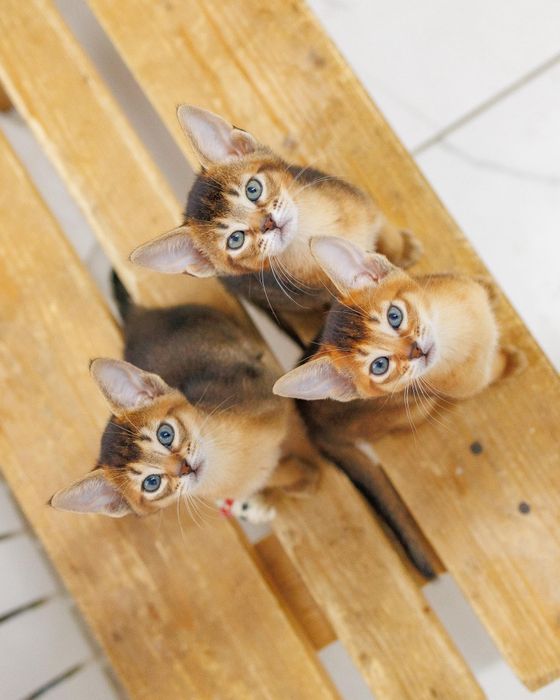 Котята Чаузи с документами