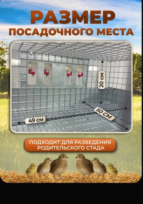 Клетка для перепелов.