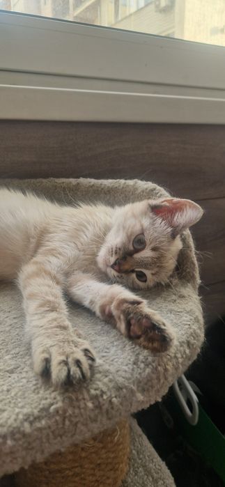 Котенок ищет любящий дом