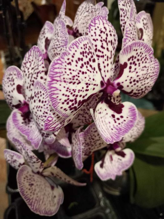 Течен органичен тор с микроорганизми НПК Био Бленд Микробиал